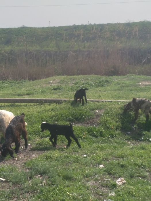 Nubin uloqlar sotiladi