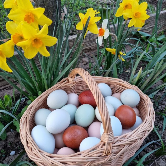 Oua pentru incubat  wyadotte,new hampshire,pita pinta,araucana, amerau