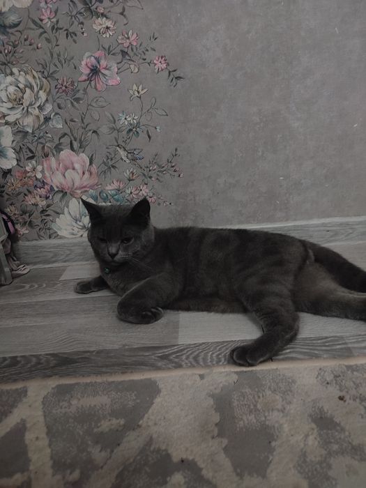 British Shorthair (Blue)