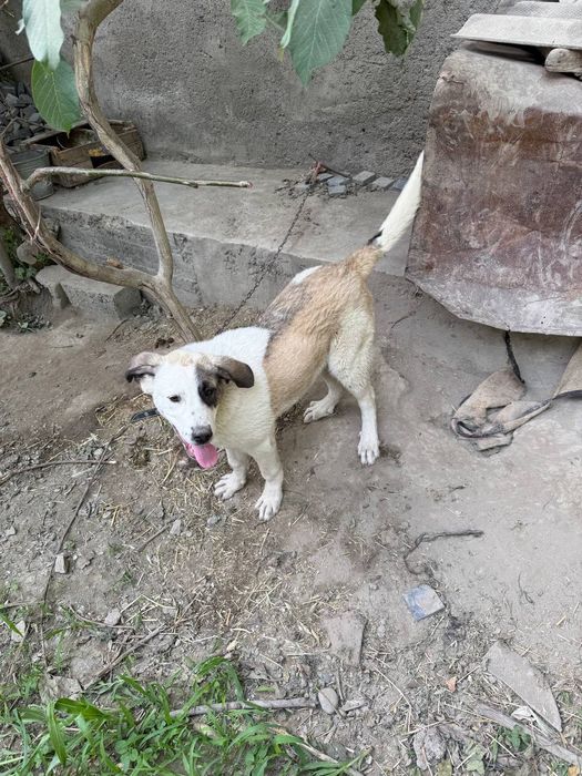 Kuchuk zotdor alabay