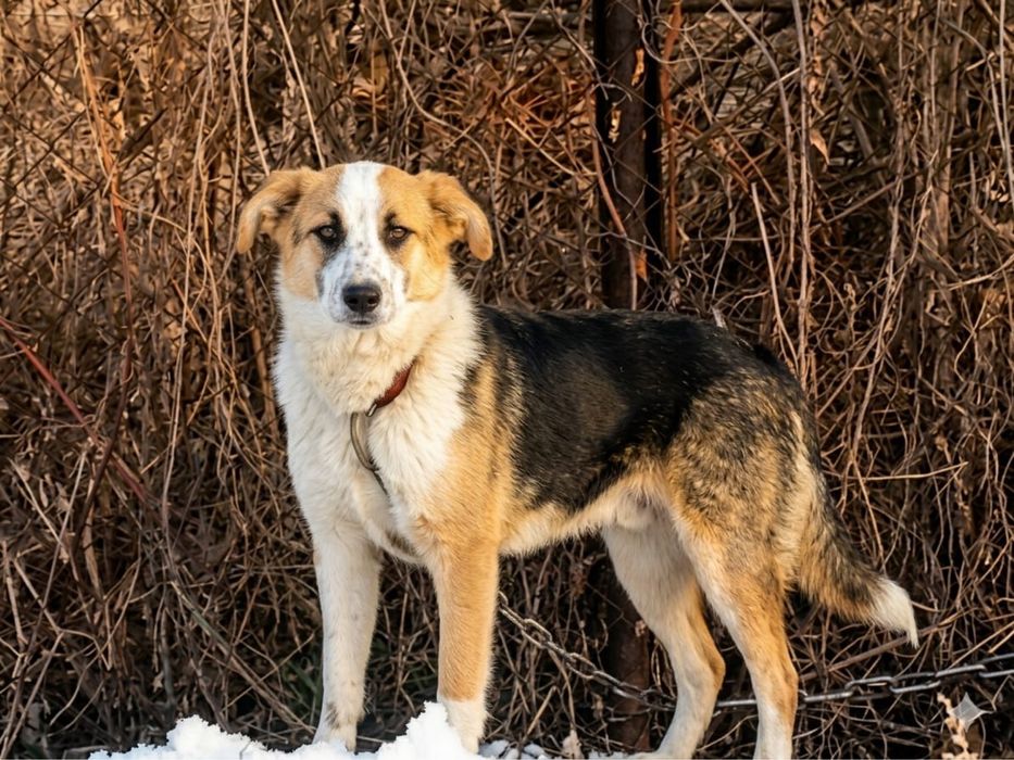 Умная, добрая собака