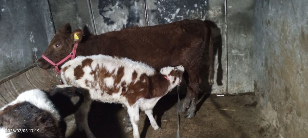 Ona bola sigir sotiladi