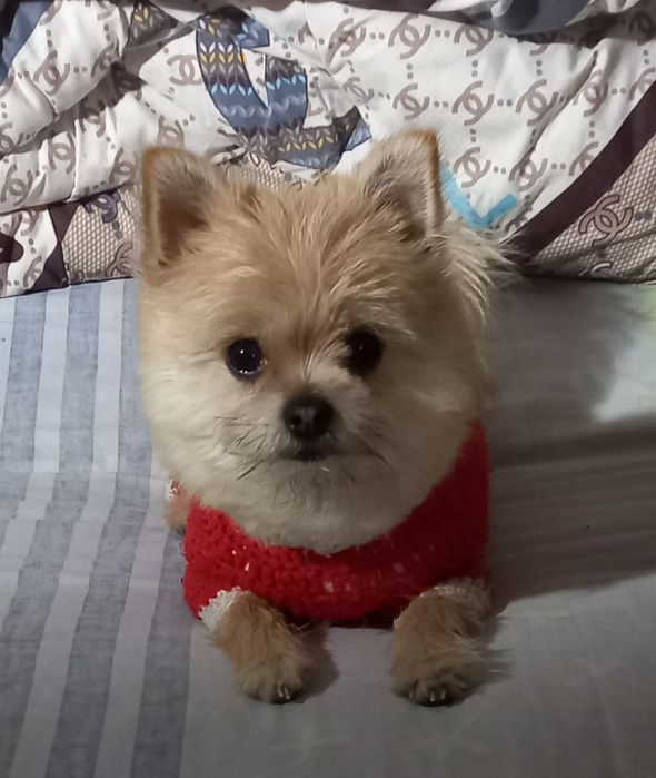 Передержка собак