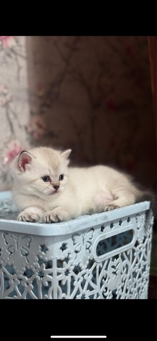 Продается скоттиш страйт