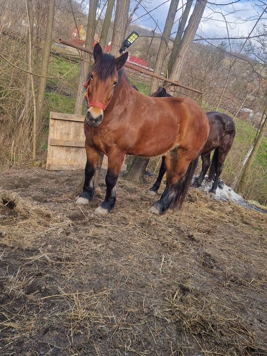 De vânzare două iepe rosia 5 ani si neagra 2 ani si 4 luni.