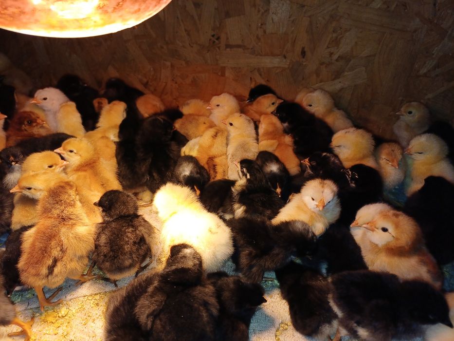 Pui de casă de 3 zile