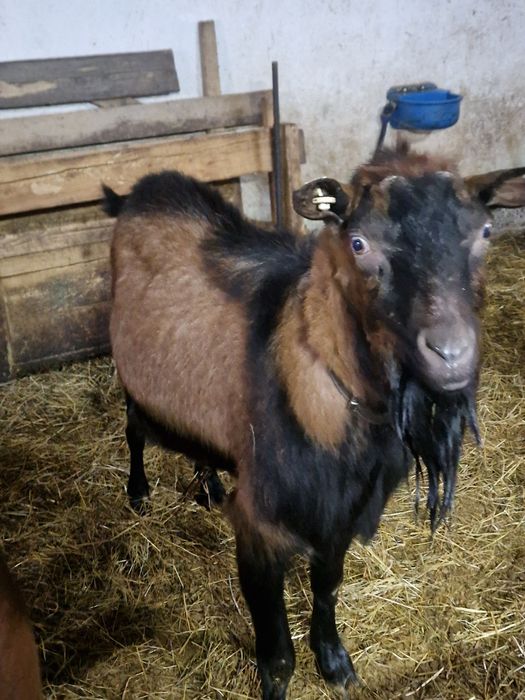 Tapi cu certificat de origine