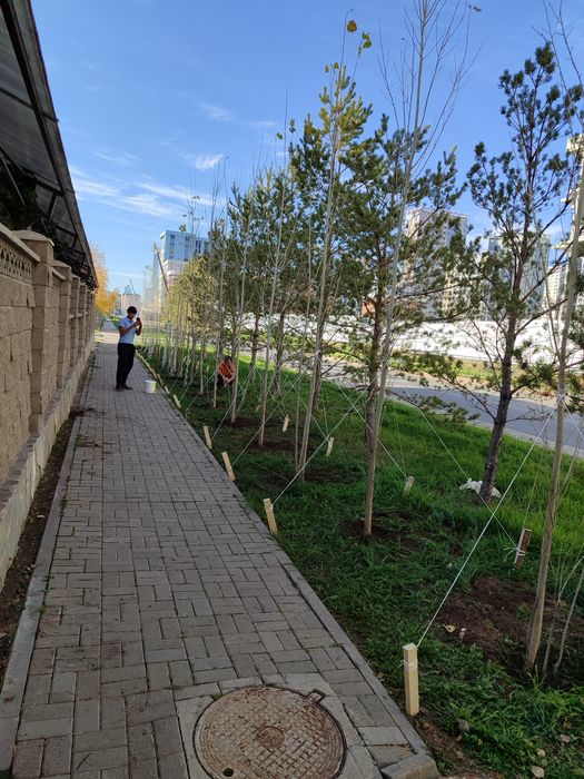 Живая изгородь,деревья,