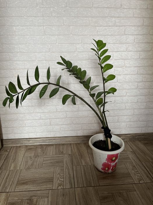 Замиокулькас, монстера