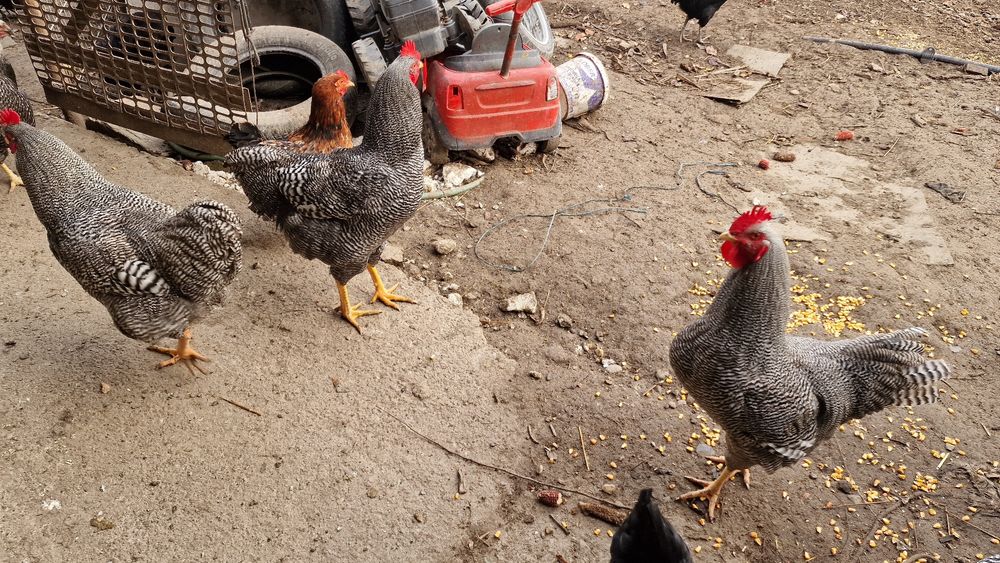 Vand cocoși Playmount