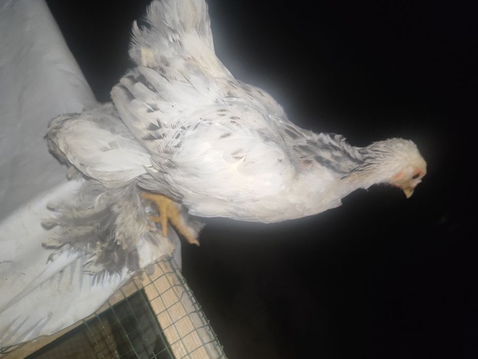 Продам кур брама и цепляет