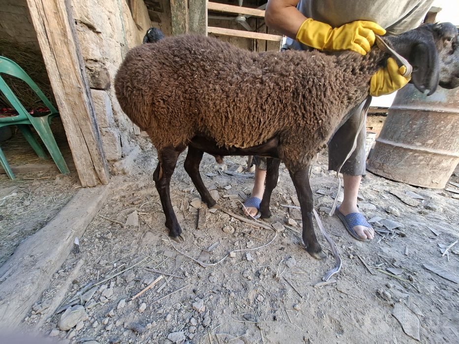 Qochqor sotiladi