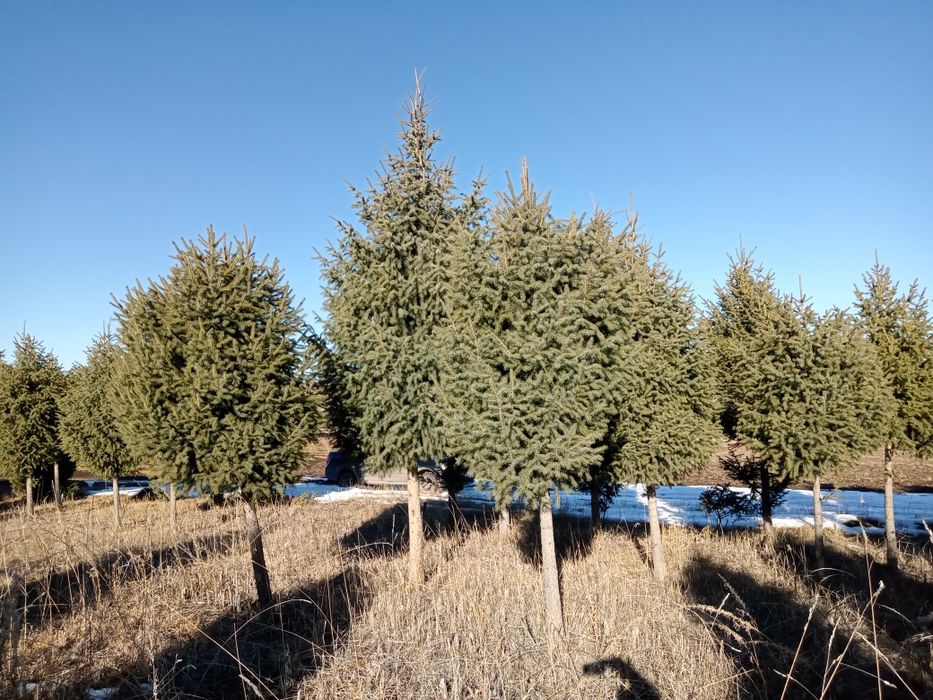 Елки на штамбе крупномеры