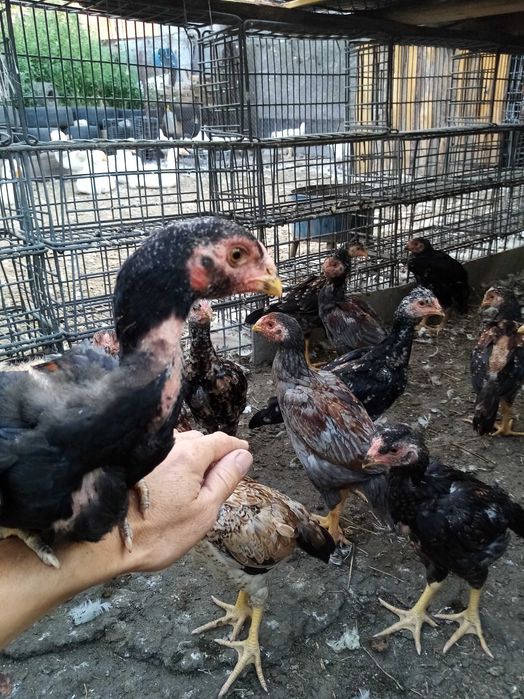 Даканы цыплята продам