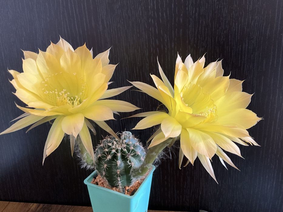 Кактусы , суккуленты