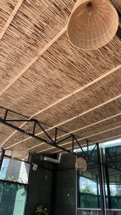 Камыш Декоративный