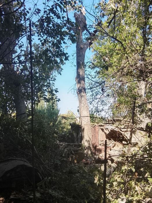 Дарахт кесиш хизмат