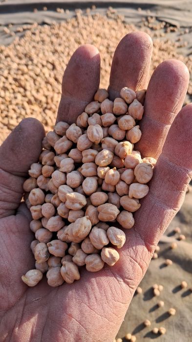 Эрон навли нухат