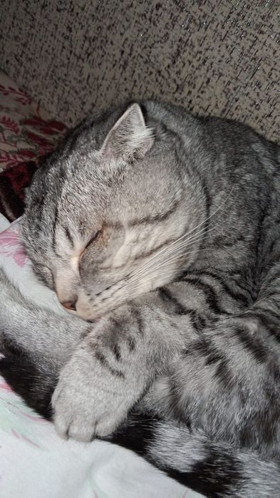 Отдам кошку даром