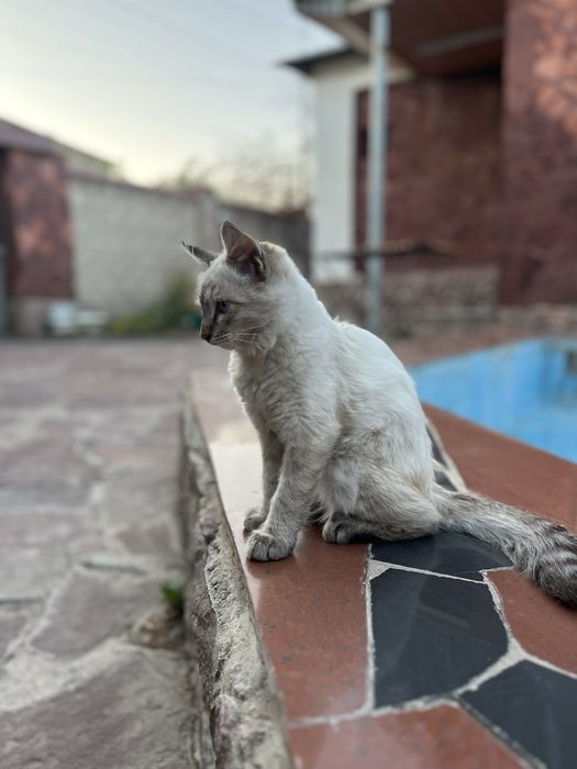 Отдам бесплатно котят
