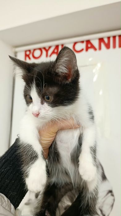 Котенок-мальчик , 2,5 месяца
