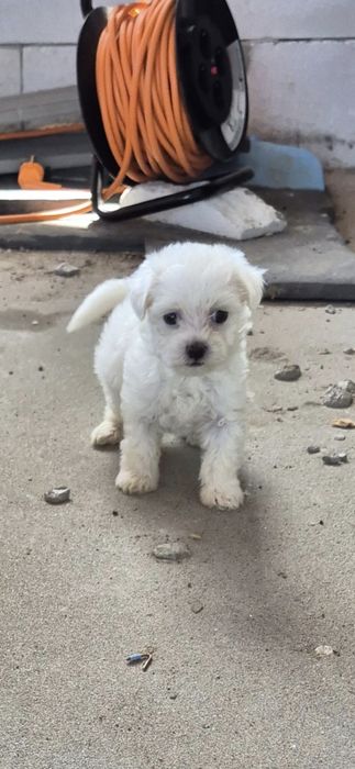 Bichon Maltez rasa pura