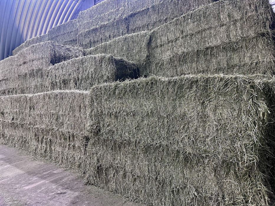 Сено и сенаж из люцерны