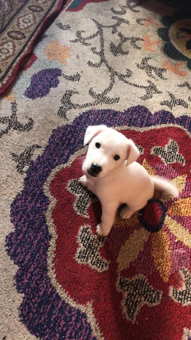 Vând ce se vede in imagine