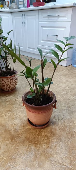 Домашние цветы,ухоженные