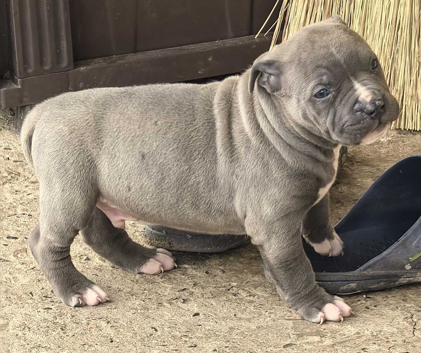 Американско Були ХЛ / American Bully XL  2 момчета и 1 момиче