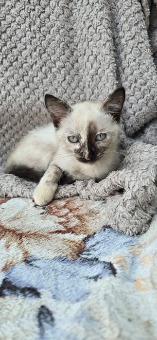 Милая игривая кошечка
