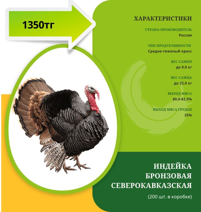 Инкубационное яйцо индейки