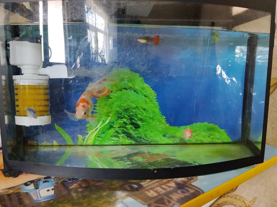 Аквариум 30л баликлари билан
