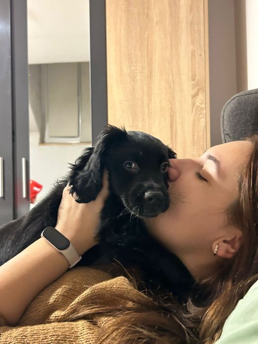 Pet Sitter Ilfov Popești Leordeni, cazare căței, pisici