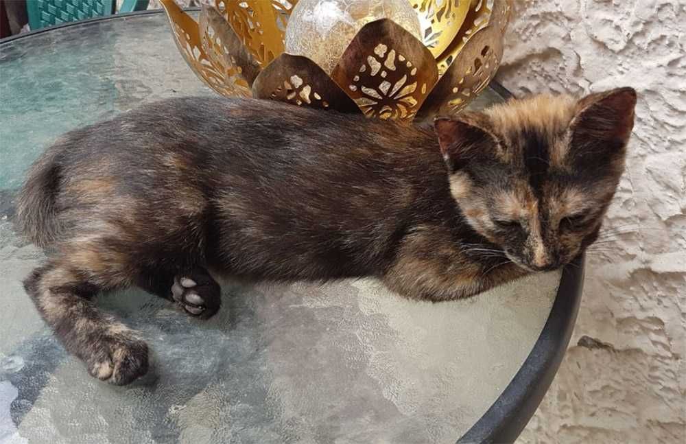 Ofer spre adoptie o pisicuta de 4 luni, dulce si iubitoare