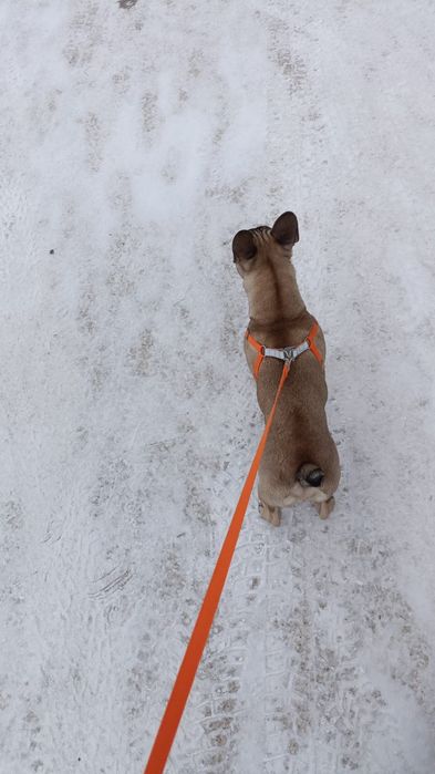 Французский бульдог 8месяцев