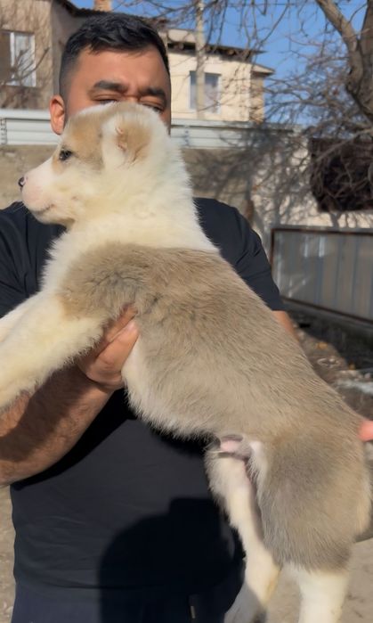 Щенята Алабая (САО)