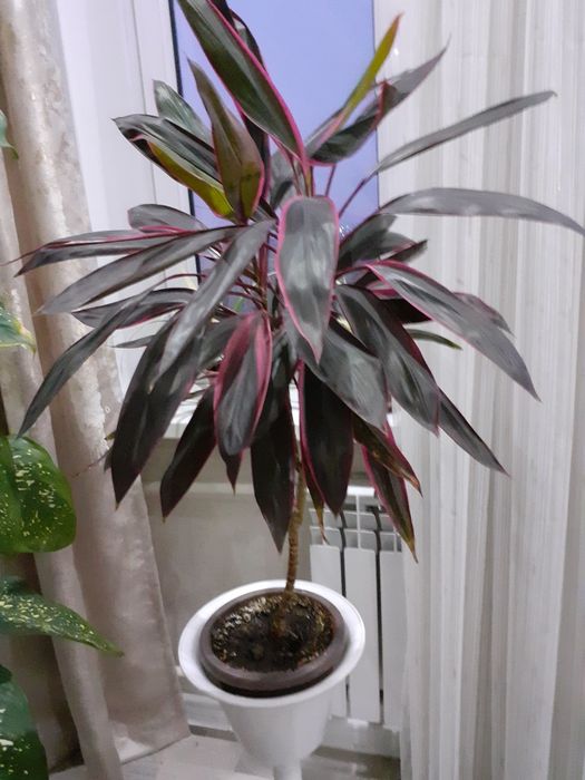 Комнатные  цветы