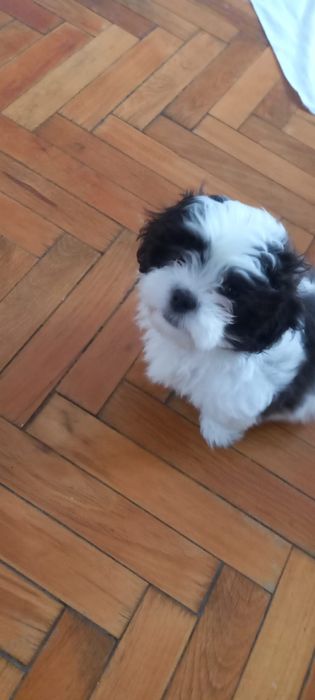 Donez bichon vârsta de două luni au carnet de sănătate și deparazitare