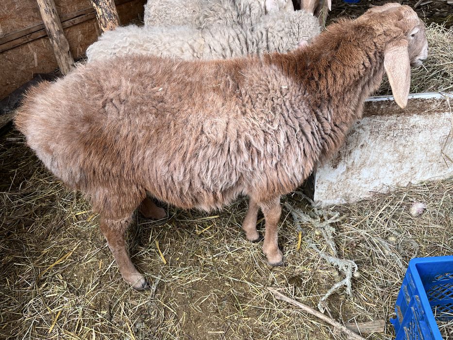 продам баранов и козу
