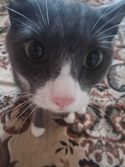 Домашний кот в добрые руки.