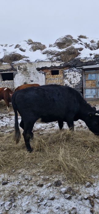 Семіз сиыр сатылады