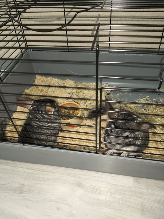 Chinchilla de vanzare