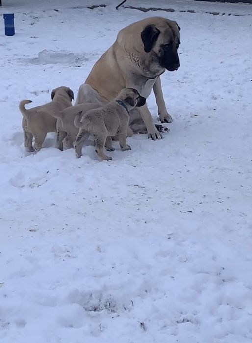 Кангалы щенки доставка есть