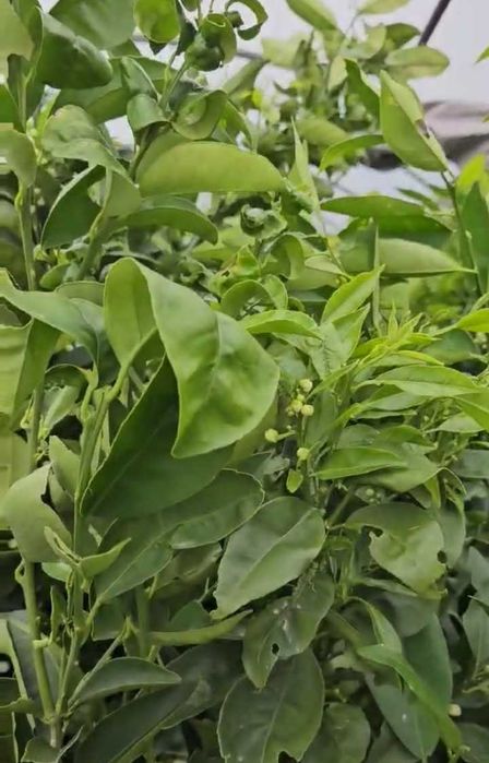 Продавам лимони, портокали и мандарини
