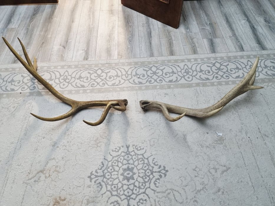 Рога оленя большие