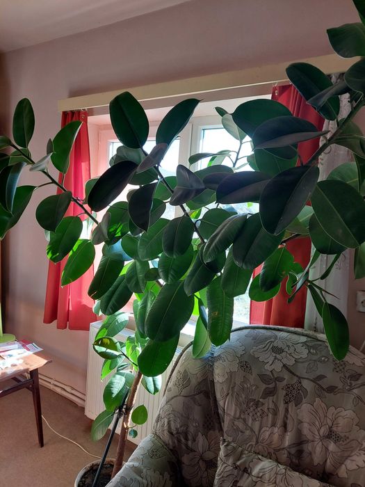 Planta decorativa Ficus