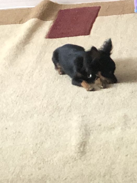 Самец ищет свою Самку