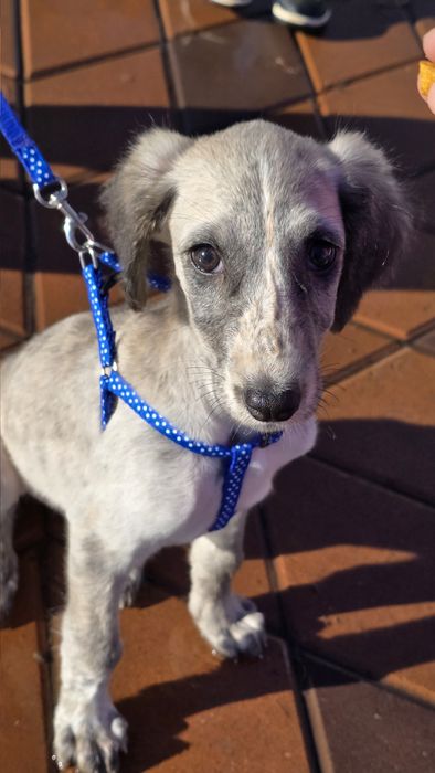 Тазы щенок 2 месяца