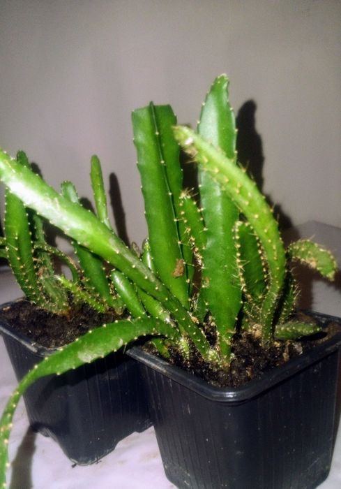 Апорокактус , разновидность кактусовых